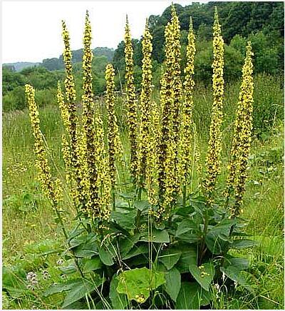 Agrimony extract Agrimony extract