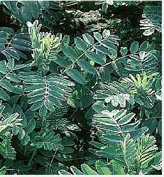 Astragalus extract Astragalus extract