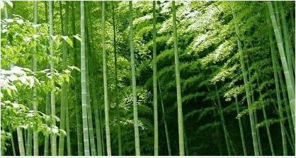 Bamboo-Leaves Flavones Bamboo-Leaves Flavones