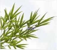 Bamboo-leaves Nutrients