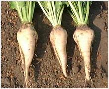 Beetroot Extract Beetroot Extract