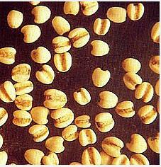 Coix Seed extract Coix Seed extract