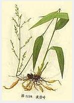 Common Lophatherum Herb extract Common Lophatherum Herb extract