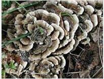 Coriolus versicolor Extract Coriolus versicolor Extract