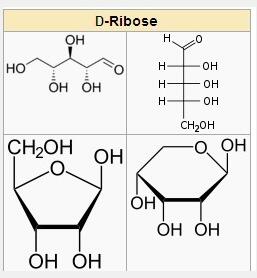 D-ribose D-ribose