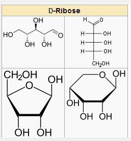 D-ribose