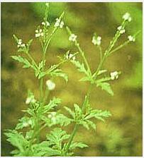 European Verbena Herb Extract(Herba Verbenae Extract) European Verbena Herb Extract(Herba Verbenae Extract)