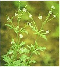 European Verbena Herb Extract(Herba Verbenae Extract)