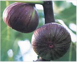 Fig extract