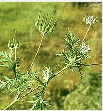 Herba Erodii Extract(Herba Geranii Extract) Herba Erodii Extract(Herba Geranii Extract)