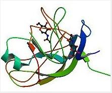 Human chorionic gonadotropin(hCG)