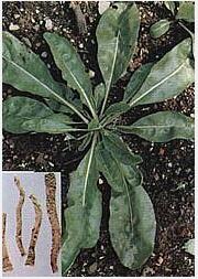 Isatis root extract Isatis root extract