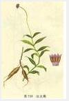 Knoxia Root extract Knoxia Root extract