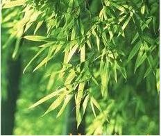 Organic Bamboo Leaves Extract Organic Bamboo Leaves Extract