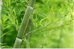 Organic Bamboo Leaves Polysaccharides Organic Bamboo Leaves Polysaccharides