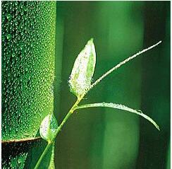 Organic Indocalalamus Leaves Extract Organic Indocalalamus Leaves Extract