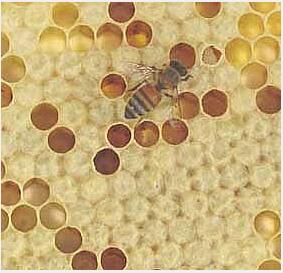 Propolis extract Propolis extract