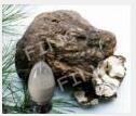 Tuckahoe Extract(Poria Cocos Extract) Tuckahoe Extract(Poria Cocos Extract)
