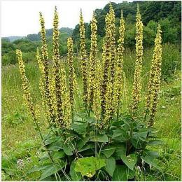 Agrimony extract