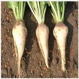 Beetroot Extract