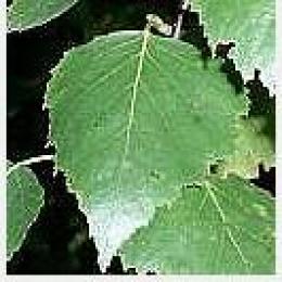 Birch leaf Extract(Betula Extract)