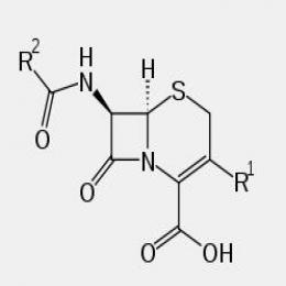 Cephalosporin Cephalosporin