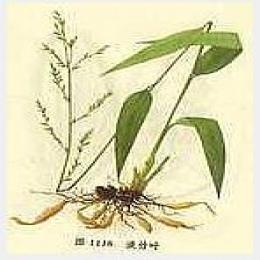Common Lophatherum Herb extract