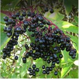 Elderberry extract (Sambucus nigra extract)