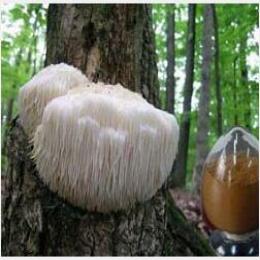 Hericium erinaceus extract(Monkey head mushroom extract)