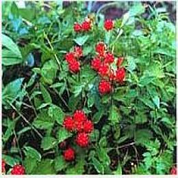 Japanese Raspberry Herb extract