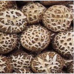Lentinan(Shiitake Mushroom Extract)