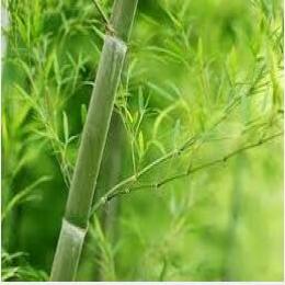 Organic Bamboo Leaves Polysaccharides