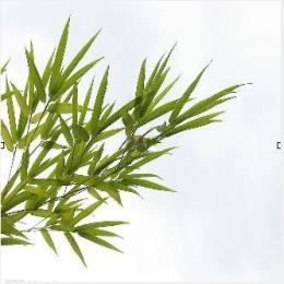 Organic Bamboo-leaves Antioxidants