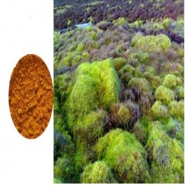Extract Thalli Cetrariae (Iceland Moss Extract)